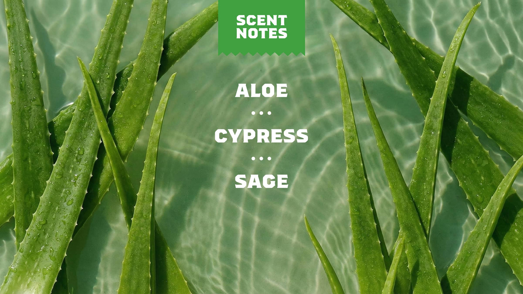 Cool Fresh Aloe Deodorant - Daily Scent