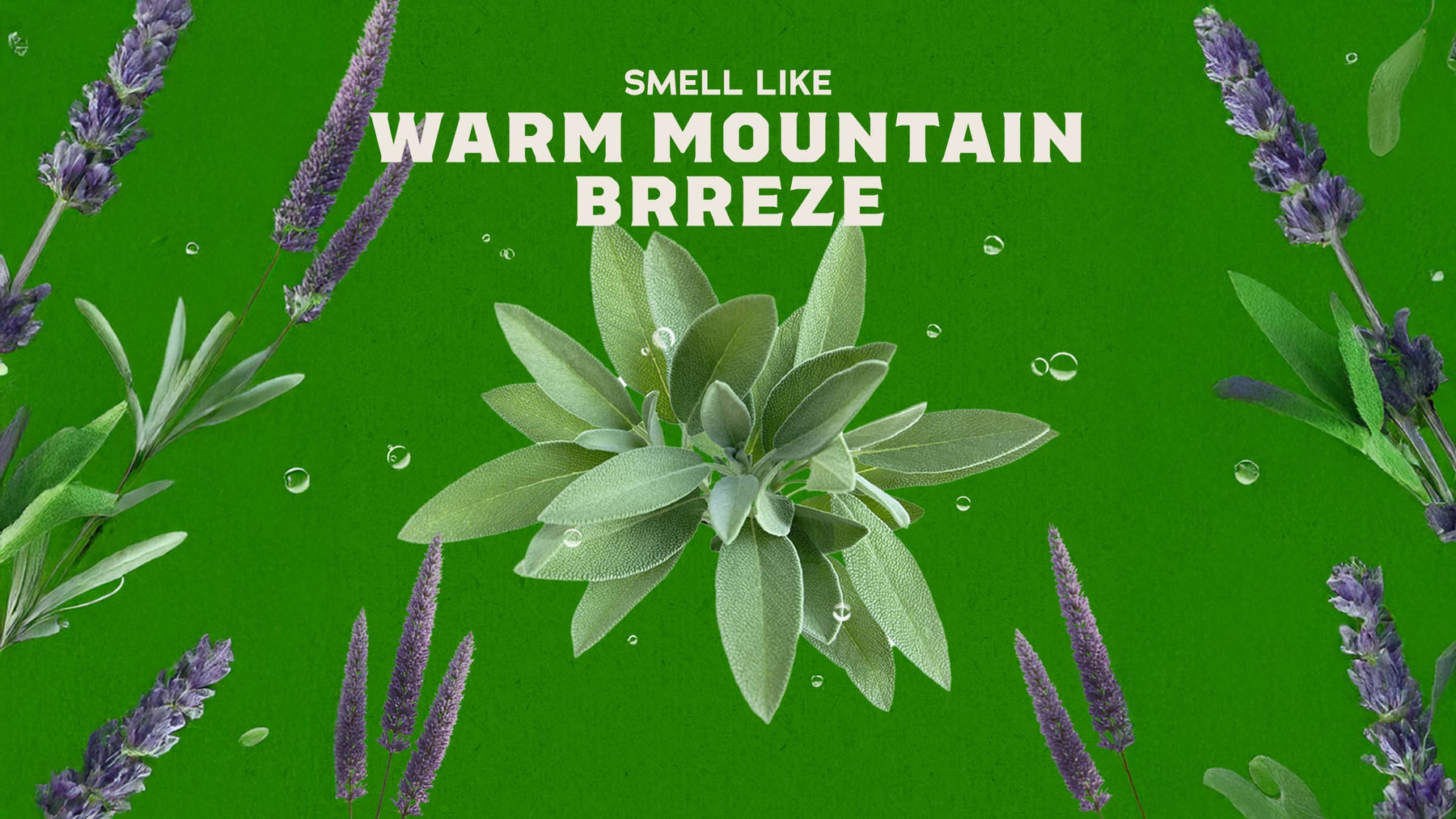 Alpine Sage - Fresh Notes