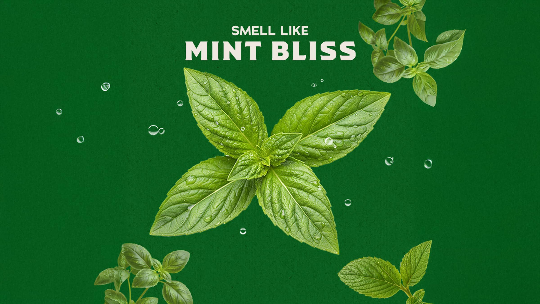 Spearmint Basil - Fresh Start